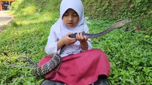 Ada Pesan di Balik Persahabatan Caca dan Ular Koros