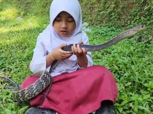 Caca Bocah Pemberani Akrab dengan Ular Sejak Umur 3 Tahun