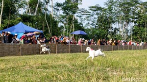 Melihat Keseruan Tradisi Karapan Kambing di Lumajang