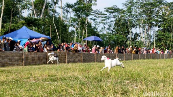 Melihat Keseruan Tradisi Karapan Kambing di Lumajang