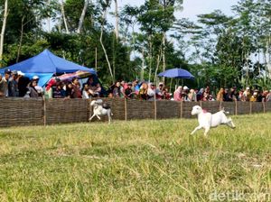 Melihat Keseruan Tradisi Karapan Kambing di Lumajang