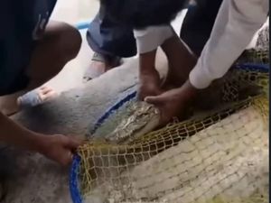 Bukan Ikan, Pemancing di Kolam Pemancingan Cimahi Malah Strike Anak Buaya