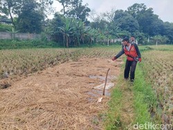 Tega! Maling Gasak 5 Kuintal Gabah Hasil Panen 2 Petani Lansia di KBB