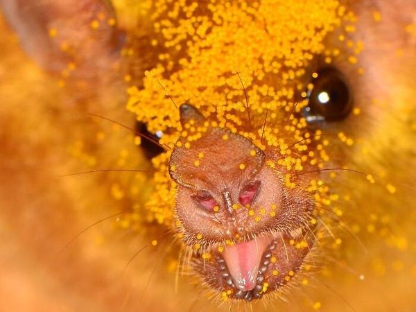 8 Jenis Kelelawar Unik Ini Bakal Bikin Kamu Gemas Maksimal