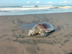 Bangkai Penyu Lekang Terdampar di Pantai Yehembang Jembrana