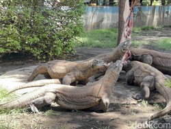 KBS Pinjamkan Sepasang Komodo ke Jepang