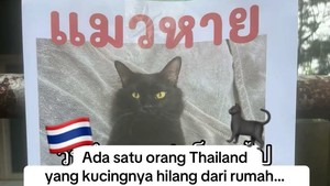 Orang Ini Kucingnya Hilang, Pas Ketemu Ada Banyak Kejanggalan