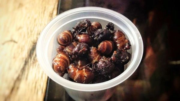 8 Makanan Tak Biasa di Dunia, Ada Semut hingga Buaya Goreng Tepung