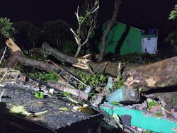 Puting Beliung Terjang Sleman, Atap Beterbangan-Pohon Tumbang