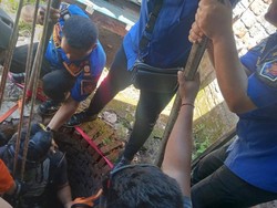 4 Jam Operasi Penyelamatan Sapi Masuk Sumur Sempit di Buleleng