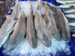 5 Fakta Praktik Konsumsi Sirip Hiu yang Kontroversial, Mahal Tapi Ilegal?