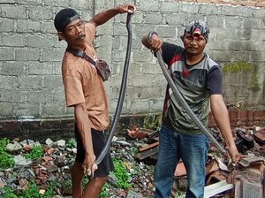 Musim Kawin, Sepasang Kobra Muncul di Toko Kasur Klaten