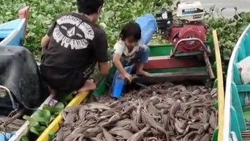 Dibasmi di Jakarta, Ikan Sapu-sapu Malah Jadi Konsumsi Warga Sidrap