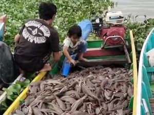 Ide Menyulap Ikan Sapu-sapu dari Hama Jadi Pakan Ternak di Sidrap