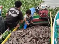 Ikan Sapu-sapu Dibasmi di Jakarta Malah Dikonsumsi-Jadi Pakan Ternak di Sidrap