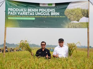 BRIN Panen Padi Unggul Hasil Mutasi Iradiasi Teknologi Nuklir