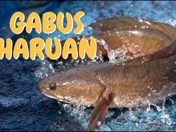 5 Ikan Khas Kalimantan yang Biasa Diolah Jadi Kuliner Andalan, Apa Saja?
