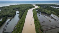 Pesona Mangrove Tapak Semarang, Lindungi Pesisir dan Dongkrak Wisata