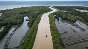 Pesona Mangrove Tapak Semarang, Lindungi Pesisir dan Dongkrak Wisata