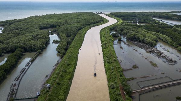 Pesona Mangrove Tapak Semarang, Lindungi Pesisir dan Dongkrak Wisata