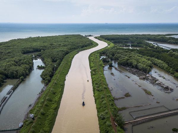 Pesona Mangrove Tapak Semarang, Lindungi Pesisir dan Dongkrak Wisata