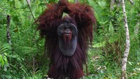 Menengok Kehidupan Orang Utan Morio di Samboja Lestari Kaltim