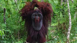 Menengok Kehidupan Orang Utan Morio di Samboja Lestari Kaltim