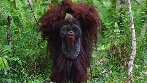 Menengok Kehidupan Orang Utan Morio di Samboja Lestari Kaltim