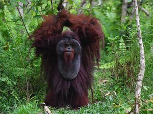 Menengok Kehidupan Orang Utan Morio di Samboja Lestari Kaltim