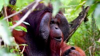 Potret Kehidupan Orangutan Morio di Samboja Lestari yang Kian Terancam