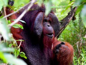 Potret Kehidupan Orangutan Morio di Samboja Lestari yang Kian Terancam