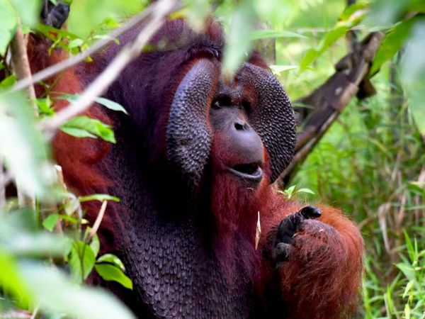 Potret Kehidupan Orangutan Morio di Samboja Lestari yang Kian Terancam