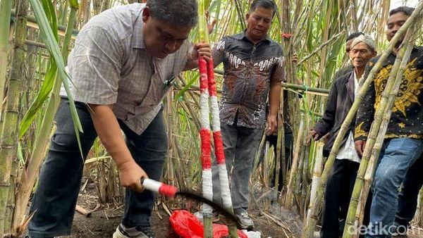 Selamatan Petik Tebu Tanda Dimulainya Musim Giling