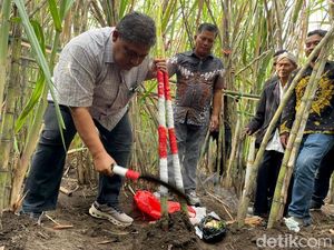 Selamatan Petik Tebu Tanda Dimulainya Musim Giling
