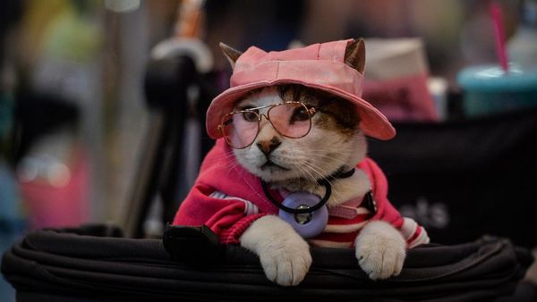 Serunya Pet Fest 2026, Hewan Peliharaan Ikut Pamer Gaya