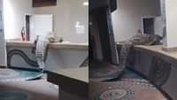 Ngeri! Buaya Raksasa Masuk Dapur Hotel Mewah, Heboh di Medsos
