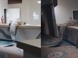 Viral Buaya Sebesar 3,9 Meter Masuk Dapur Hotel, Ini Kronologinya