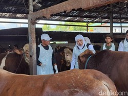 Stok Hewan Kurban Jatim Surplus, Siap Suplai Provinsi Lain hingga Ekspor