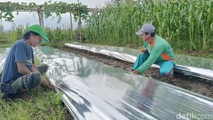Kenaikan Plastik Mulsa Hingga 40 % Dikeluhkan Petani di Lumajang