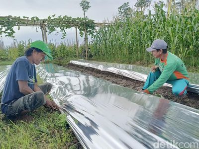 Kenaikan Plastik Mulsa Hingga 40 % Dikeluhkan Petani di Lumajang