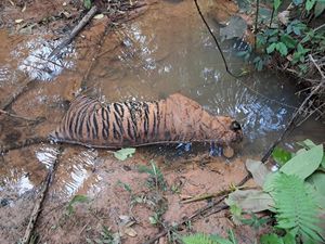 Harimau Sumatera Ditemukan Mati di Aliran Sungai Bengkulu, BKSDA Turunkan Tim