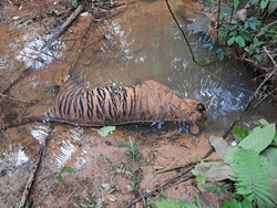 Harimau Sumatera Ditemukan Mati di Aliran Sungai Bengkulu, BKSDA Turunkan Tim