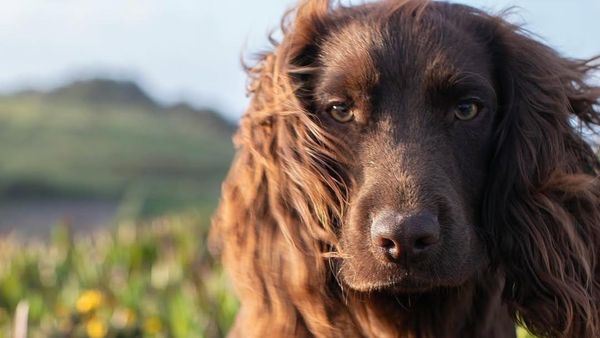 Kenalin Nih Anggota Baru Keluarga Kerajaan Inggris
