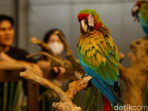 Melihat Pameran Bertema Kota Hewan Petropolis