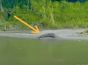 Buaya Penyerang Warga Dicurigai Bukan Reptil Asli Sungai Mandar Polman