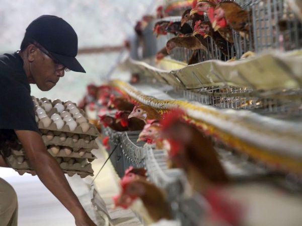 Harga Pakan Naik, Telur Ayam Ikut Melambung