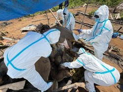 Pilu, 2 Gajah Sumatra Ditemukan Mati Misterius