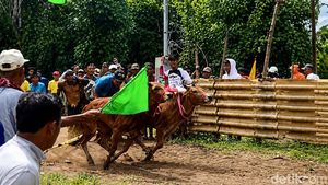 Serunya Karapan Sapi Murtajih di Pamekasan