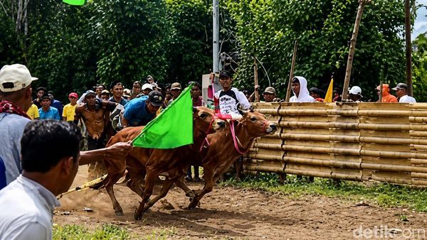 Serunya Karapan Sapi Murtajih di Pamekasan