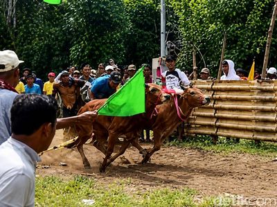 Serunya Karapan Sapi Murtajih di Pamekasan